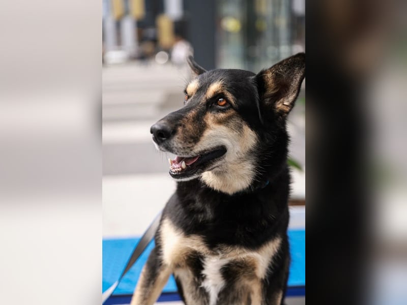 Chejs ein schwarzer Schäferhund - mischling als  treuer Wegbereiter!