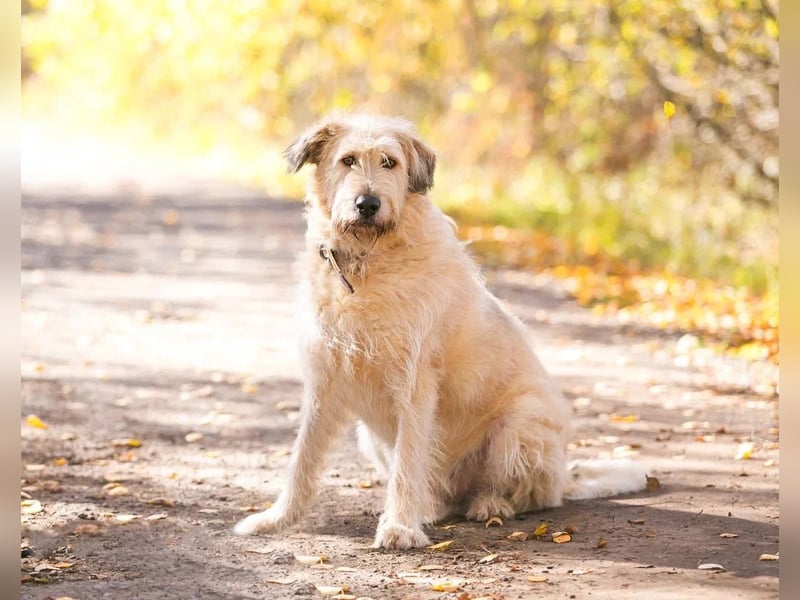 Willie sucht liebevolle menschen