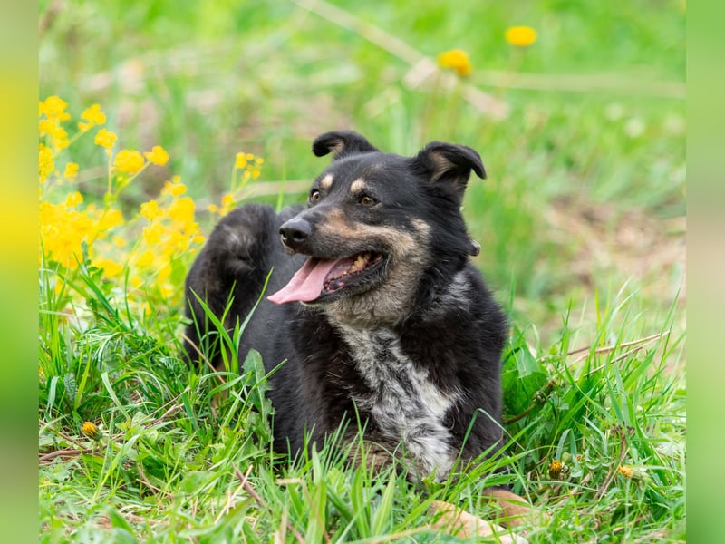 Sensible Mukha sucht verständnisvolle Menschen