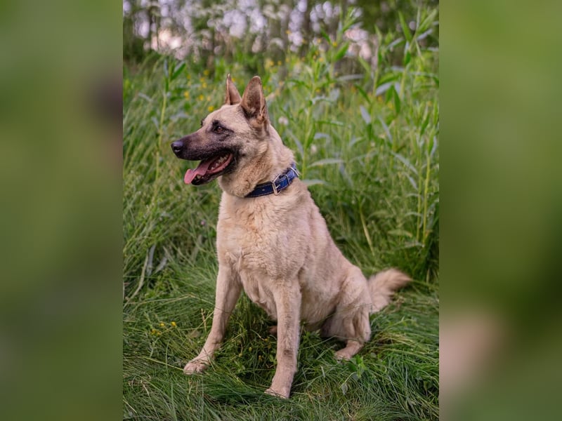 Sanfte Sofia sucht treue Familie