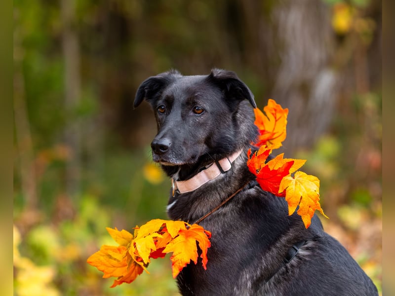 Wunderschöne Jasmine mochte geliebt werden