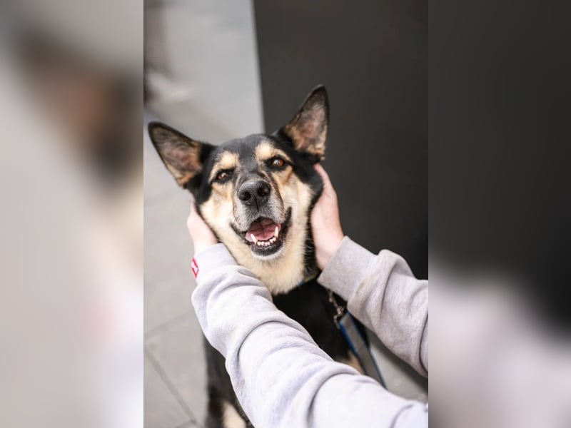 Chejs ein schwarzer Schäferhund - mischling als  treuer Wegbereiter!