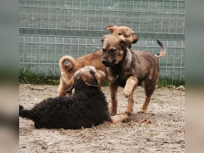 Lenny - genießt Streicheleinheiten