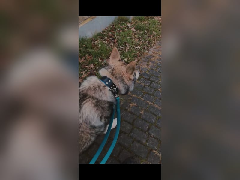 Familienhund gesucht, liebevolles und aktives zuhause vorhanden