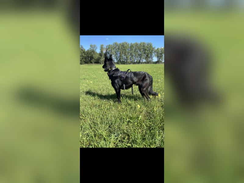 Familienhund gesucht, liebevolles und aktives zuhause vorhanden