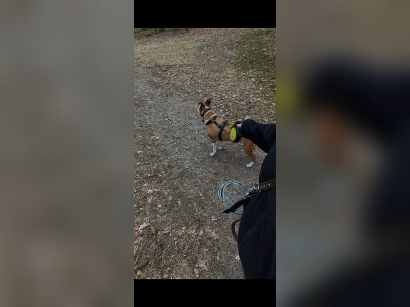 Familienhund gesucht, liebevolles und aktives zuhause vorhanden