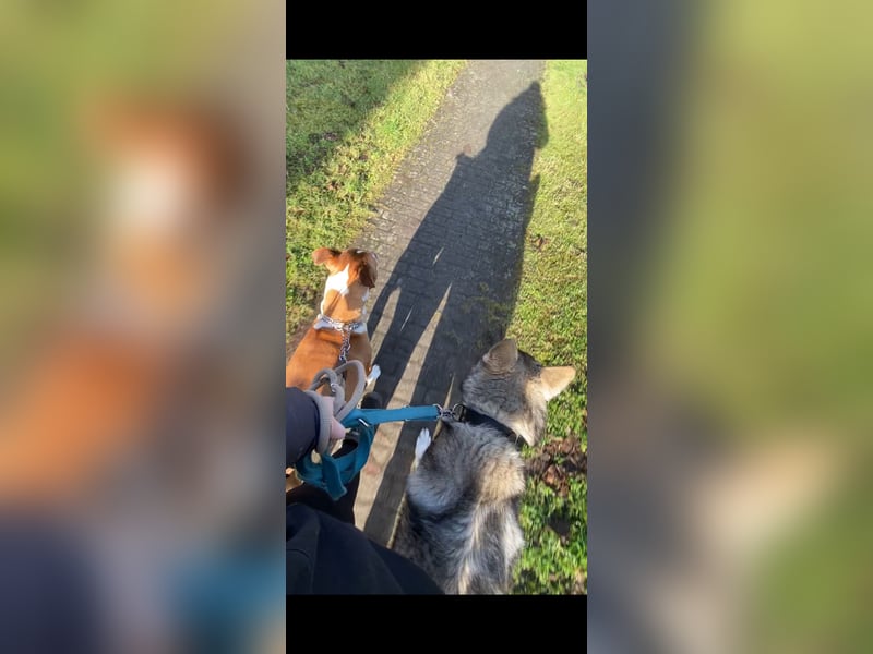 Familienhund gesucht, liebevolles und aktives zuhause vorhanden
