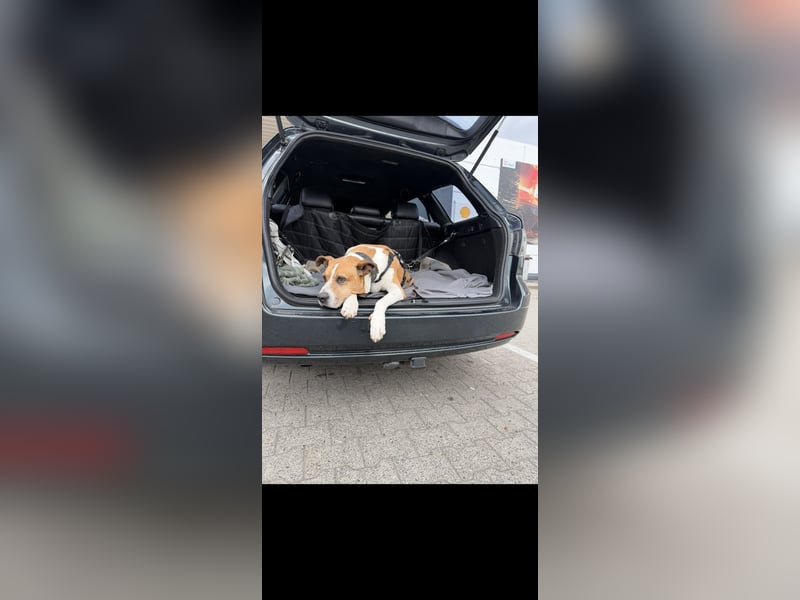 Familienhund gesucht, liebevolles und aktives zuhause vorhanden