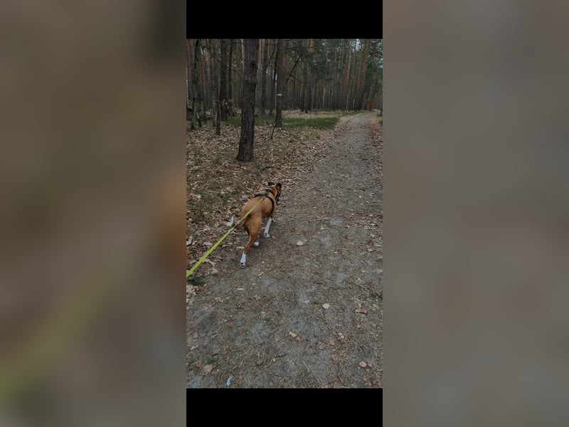 Familienhund gesucht, liebevolles und aktives zuhause vorhanden