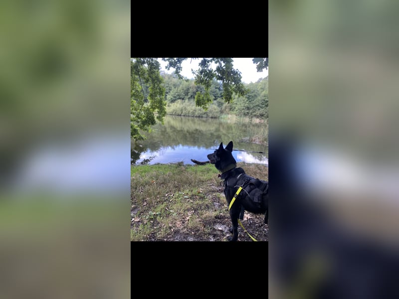 Familienhund gesucht, liebevolles und aktives zuhause vorhanden