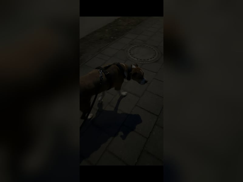 Familienhund gesucht, liebevolles und aktives zuhause vorhanden