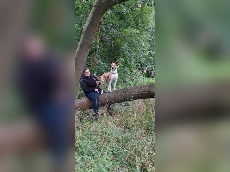 Familienhund gesucht, liebevolles und aktives zuhause vorhanden