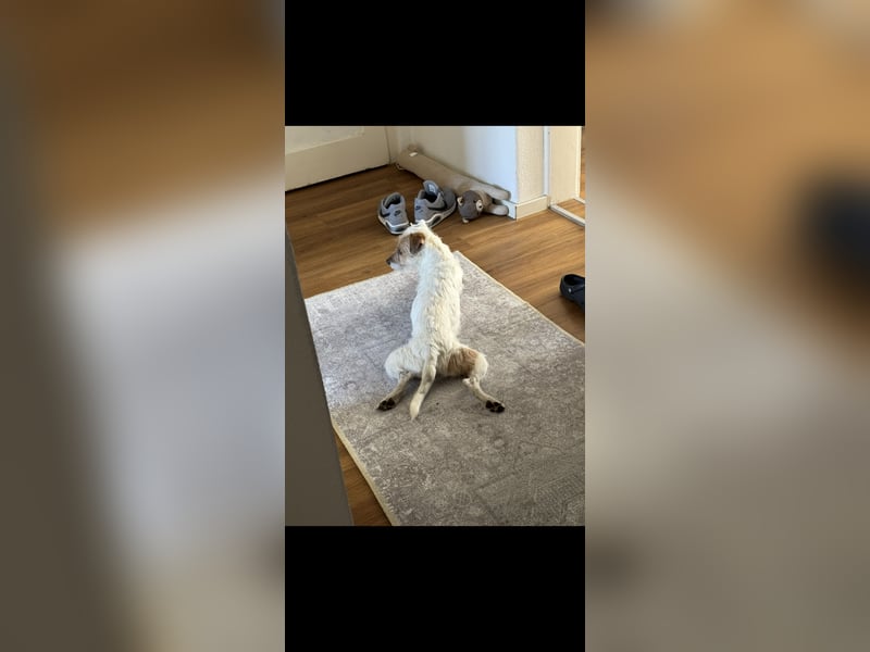 Familienhund gesucht, liebevolles und aktives zuhause vorhanden