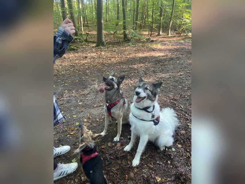 Snow sucht ein liebevolles Zuhause