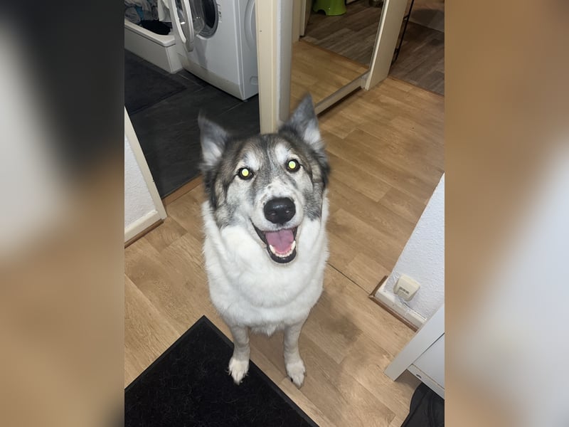 Snow sucht ein liebevolles Zuhause