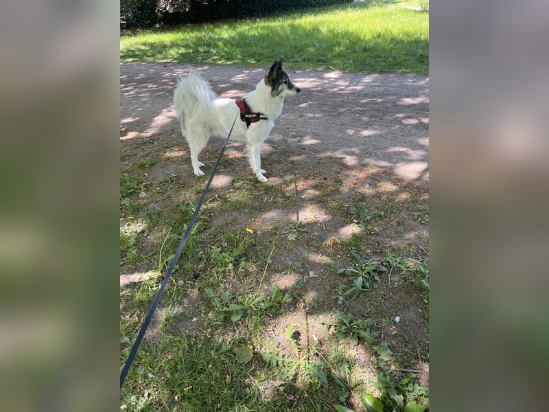 Snow sucht ein liebevolles Zuhause