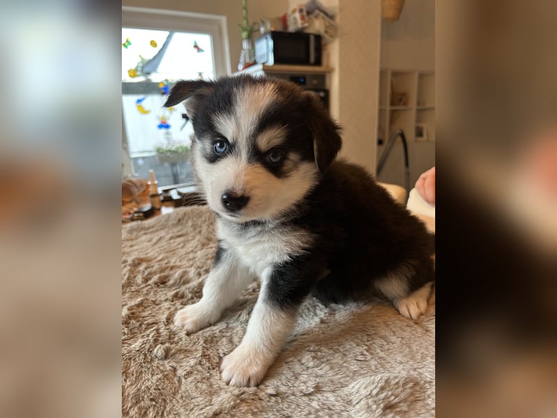 Zauberhafte Pomsky Welpen(Pomerain-Husky) Mini Husky mit blauen Augen
