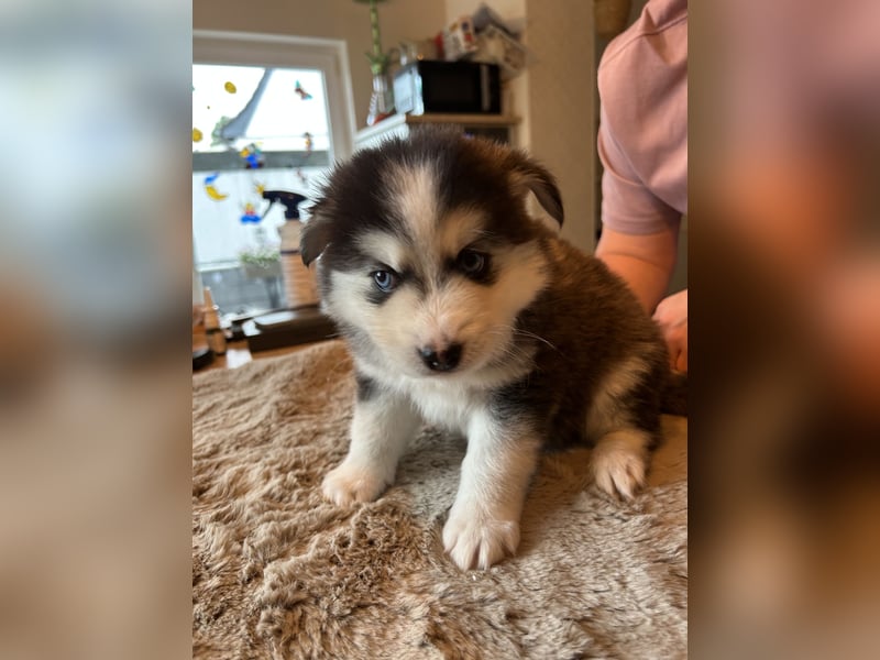 Zauberhafte Pomsky Welpen(Pomerain-Husky) Mini Husky mit blauen Augen