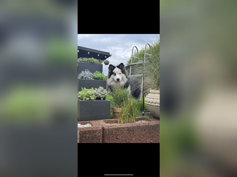 Zauberhafte Pomsky Welpen(Pomerain-Husky) Mini Husky mit blauen Augen