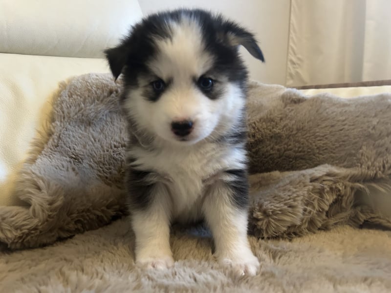 Zauberhafte Pomsky Welpen(Pomerain-Husky) Mini Husky mit blauen Augen