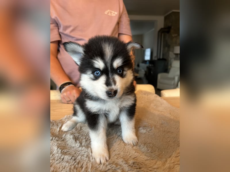 Zauberhafte Pomsky Welpen(Pomerain-Husky) Mini Husky mit blauen Augen