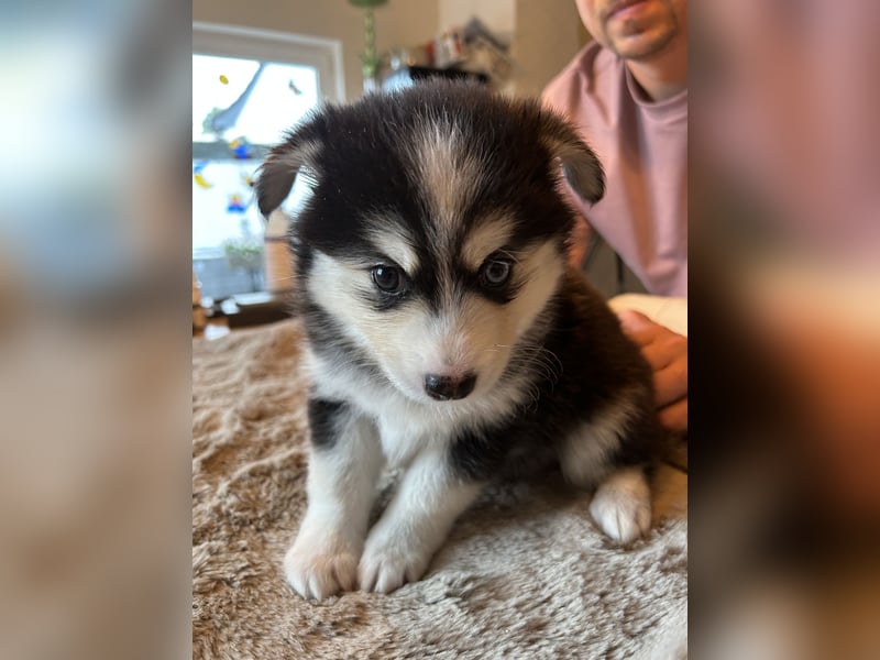 Zauberhafte Pomsky Welpen(Pomerain-Husky) Mini Husky mit blauen Augen
