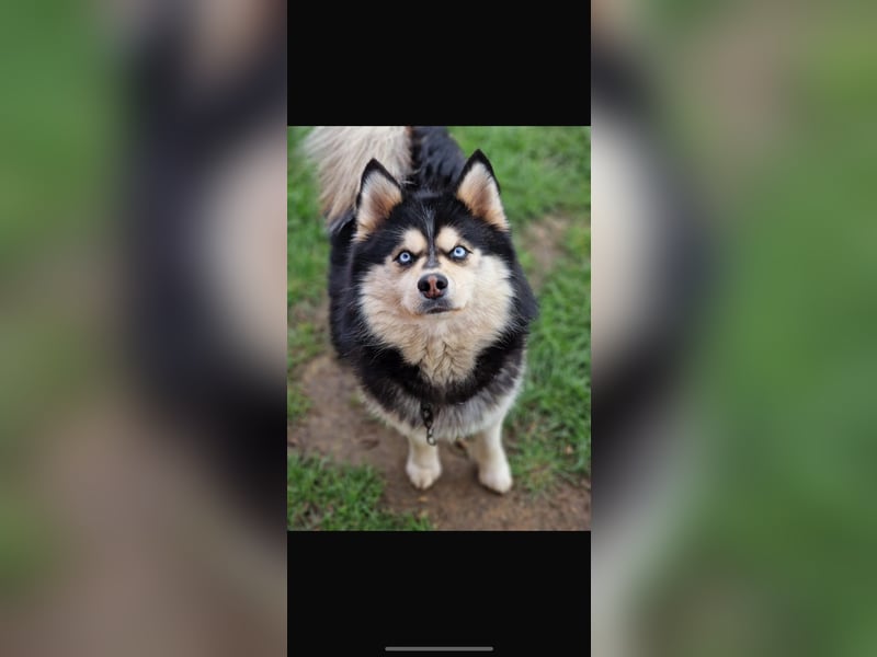 Zauberhafte Pomsky Welpen(Pomerain-Husky) Mini Husky mit blauen Augen