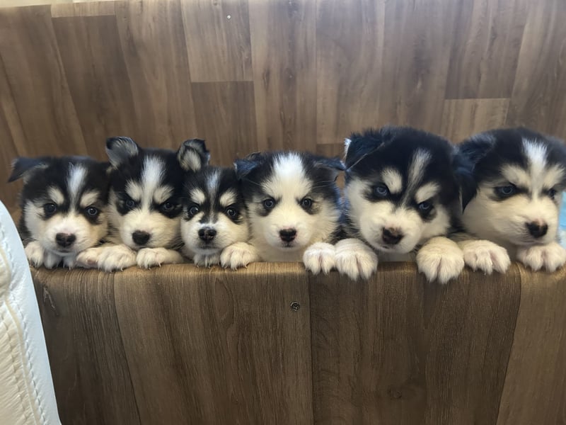 Zauberhafte Pomsky Welpen(Pomerain-Husky) Mini Husky mit blauen Augen