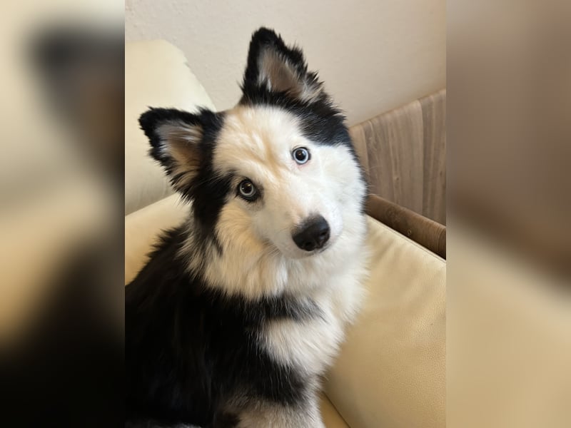 Zauberhafte Pomsky Welpen(Pomerain-Husky) Mini Husky mit blauen Augen