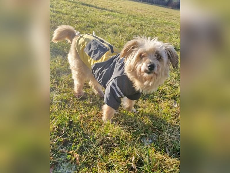 Lotte - liebt es zu schmusen