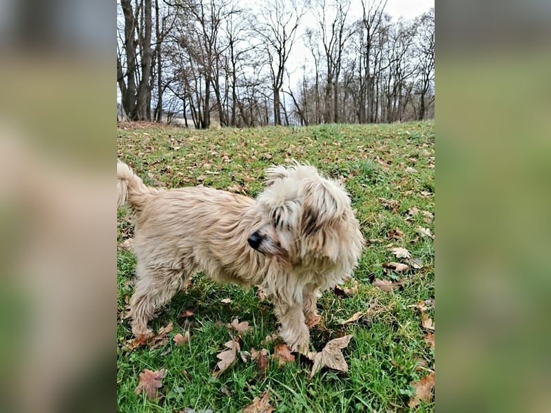 Lotte - liebt es zu schmusen
