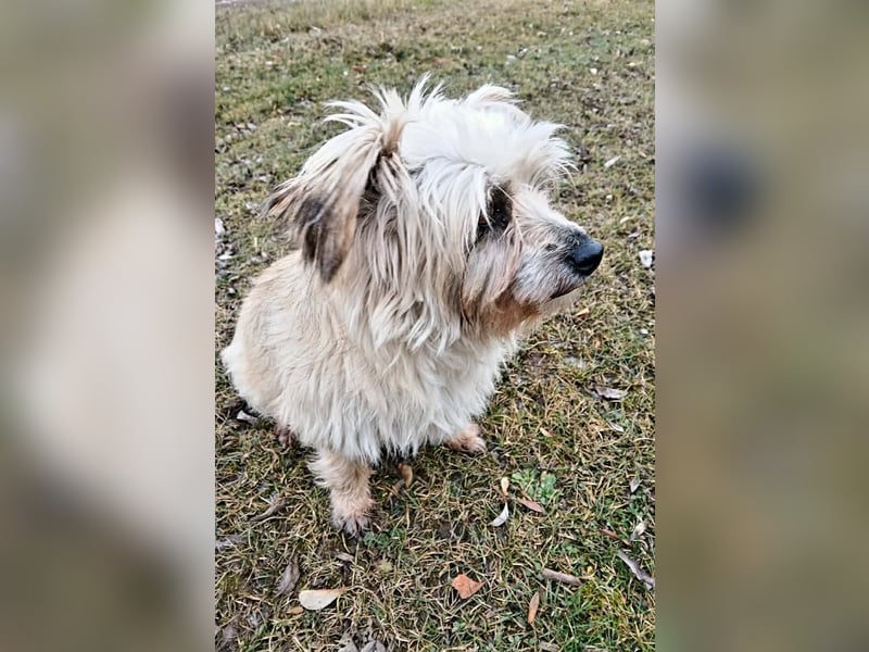 Lotte - liebt es zu schmusen