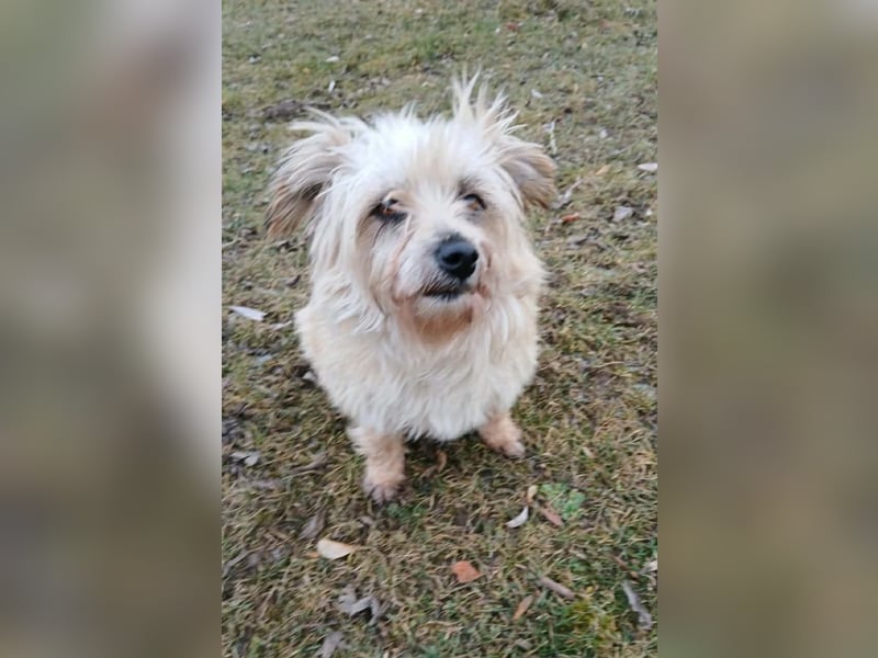 Lotte - liebt es zu schmusen