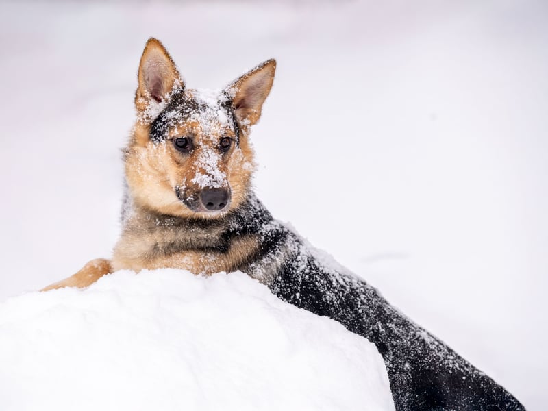 Kann Vishnja dich verzaubern ?!