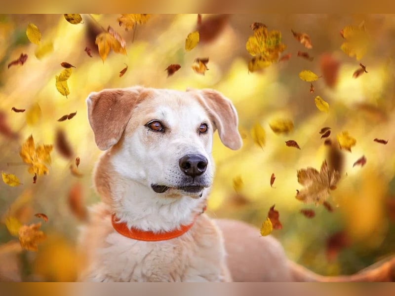 Ulan, weiches Herz wartet auf einen tollen Besitzer
