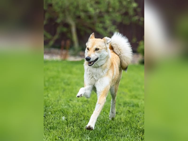 Menschenbezogene Dolly sucht ihre Menschen
