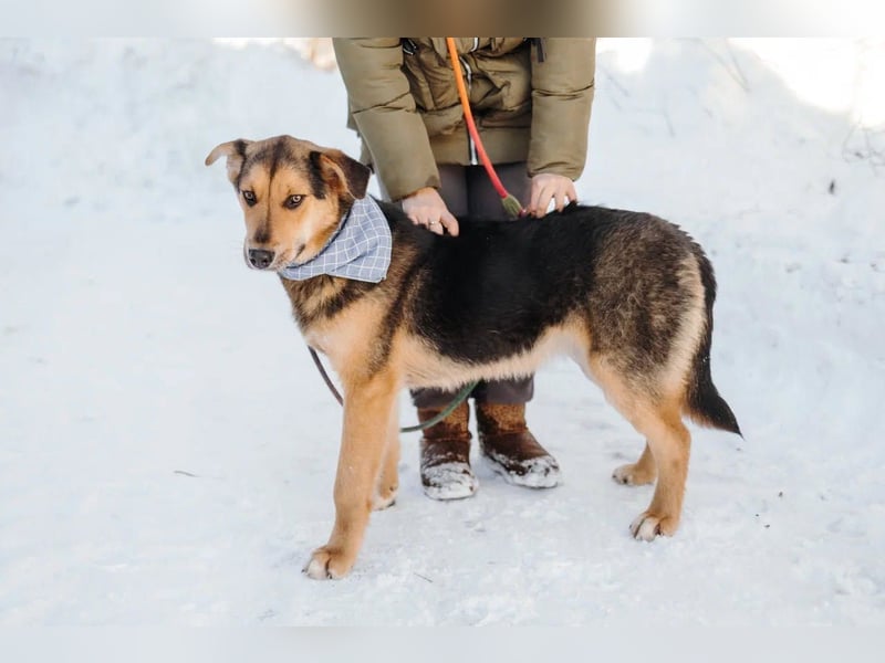 Junger Pluto sucht seine Menschen