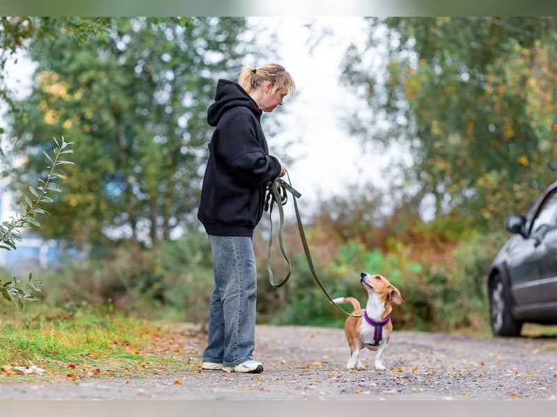 Bucks sucht menschen mit liebe und geduld