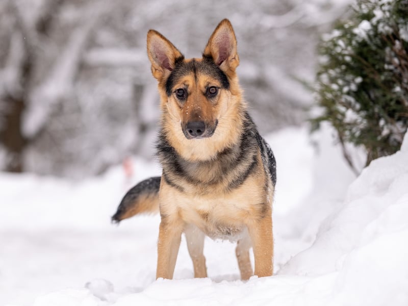 Kann Vishnja dich verzaubern ?!