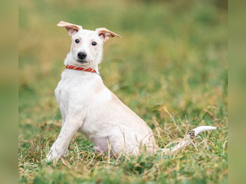 Zuckersüßer Cream sucht warmes Körbchen