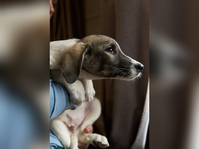 Wer will Harvi die Welt zeigen?!