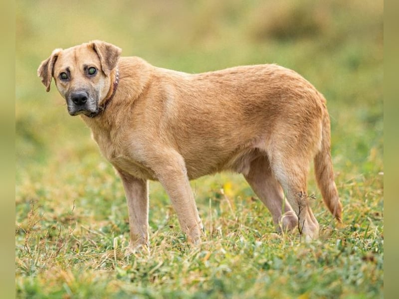 Blind und Taub sucht Pryanik seine Familie