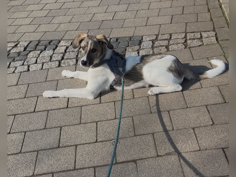 Wer will Harvi die Welt zeigen?!