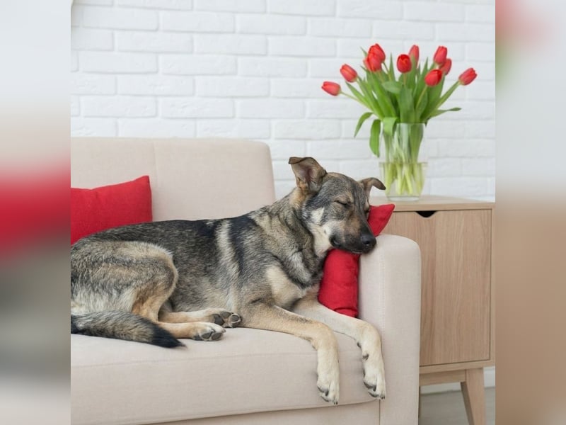 Liebevolle Olivka sucht ihren platz