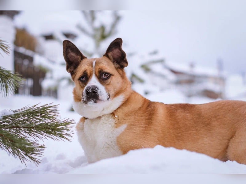 Astra sieht nicht perfekt aus, aber hat ein großes Herz