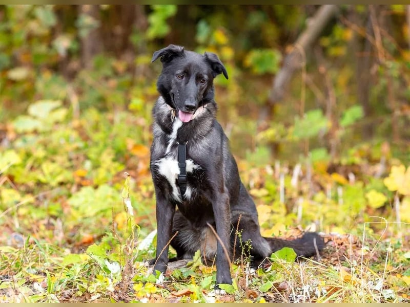 Wunderschöne Jasmine mochte geliebt werden