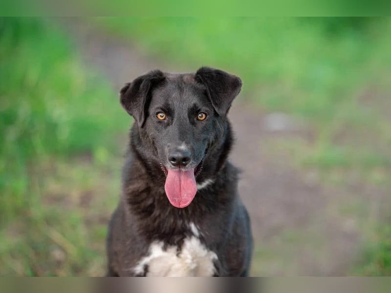 Der freundliche Jack sucht sein Körbchen