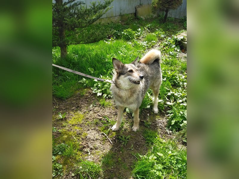 Wuschel Marta wartet auf ihre Menschen