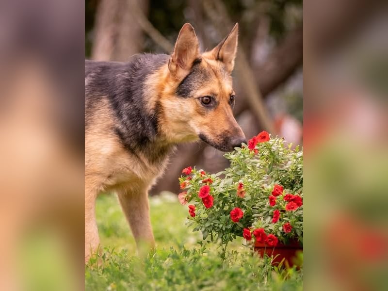 Kann Vishnja dich verzaubern ?!