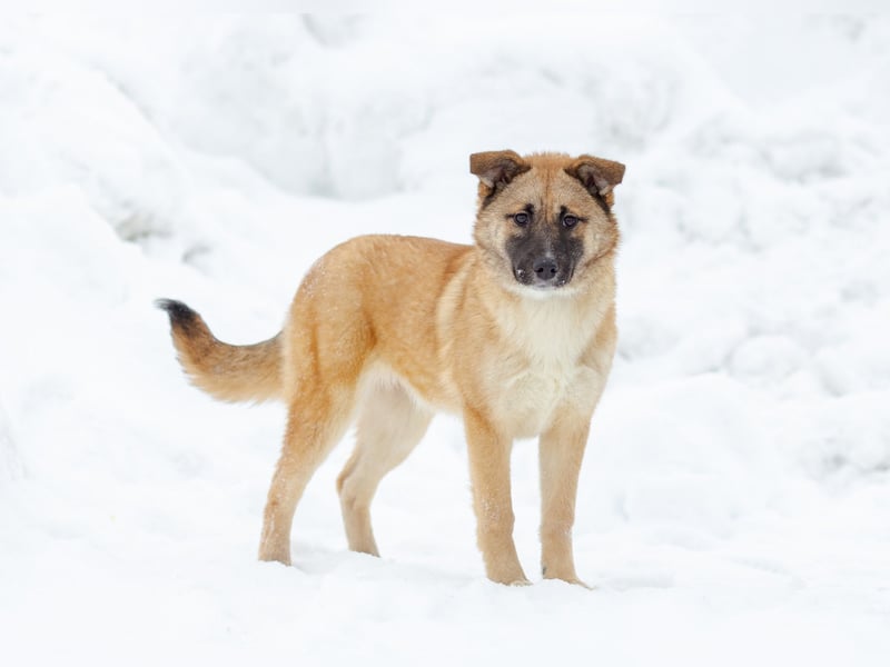 Zuckersüße Rada sucht liebe Familie